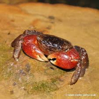 Red Tropical Crab (m)